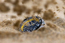 Load image into Gallery viewer, Pacific Diver 3145