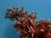 Charger l'image dans la galerie, AQUIS GREAT BARRIER REEF LIMITED EDITION IV 43.50 mm 01 400 7790 4185-Set