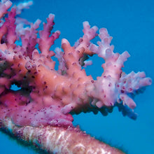 Charger l'image dans la galerie, AQUIS GREAT BARRIER REEF LIMITED EDITION IV 43.50 mm 01 400 7790 4185-Set