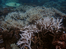 Charger l'image dans la galerie, AQUIS GREAT BARRIER REEF LIMITED EDITION IV 43.50 mm 01 400 7790 4185-Set