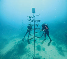 Charger l&#39;image dans la galerie, Aquis Great Barrier Reef  Limited Edition IV - 01 400 7790 4185-Set
